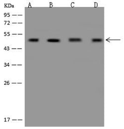 Invitrogen eIF4A3 Polyclonal Antibody 100 &mu;L | Buy Online | Invitrogen&trade; | Fisher Scientific