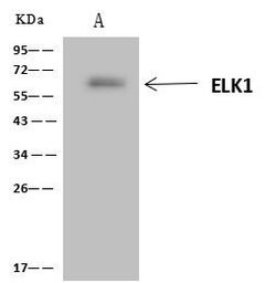 Invitrogen ELK1 Polyclonal Antibody 100 μL; Unconjugated:Antibodies,