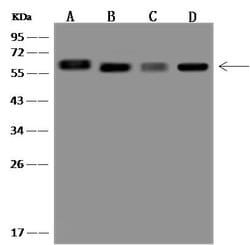 Invitrogen ELK1 Polyclonal Antibody 100 μL; Unconjugated:Antibodies,