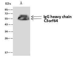 Invitrogen EOGT Polyclonal Antibody 100 μL; Unconjugated:Antibodies,