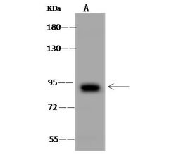 Invitrogen EPS8L2 Polyclonal Antibody 100 &mu;L | Buy Online | Invitrogen&trade; | Fisher Scientific