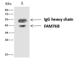 Invitrogen FAM76B Polyclonal Antibody 100 &mu;L; Unconjugated:Antibodies,