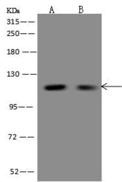 Invitrogen FBF1 Polyclonal Antibody 100 &mu;L; Unconjugated:Antibodies,