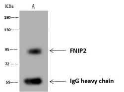 Invitrogen FNIP2 Polyclonal Antibody 100 &mu;L; Unconjugated:Antibodies,