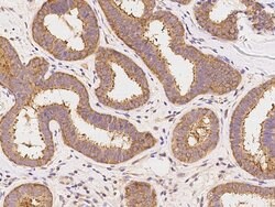 Invitrogen GART Polyclonal Antibody 100 &mu;L; Unconjugated:Antibodies,