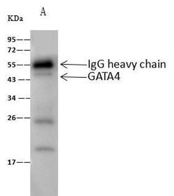 Invitrogen GATA4 Polyclonal Antibody 100 &mu;L; Unconjugated:Antibodies,