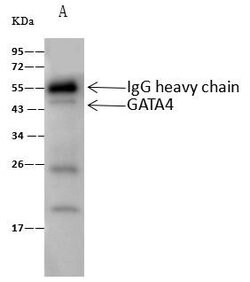 Invitrogen GATA4 Polyclonal Antibody 100 &mu;L; Unconjugated:Antibodies,