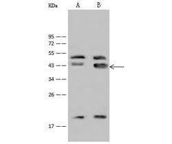 Invitrogen GATA4 Polyclonal Antibody 100 &mu;L; Unconjugated:Antibodies,