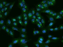 Invitrogen GGA3 Polyclonal Antibody 100 &mu;L; Unconjugated:Antibodies,