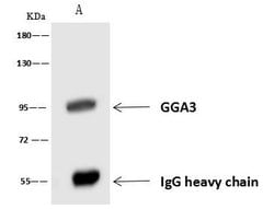 Invitrogen GGA3 Polyclonal Antibody 100 &mu;L; Unconjugated:Antibodies,