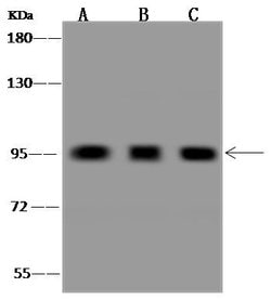 Invitrogen GGA3 Polyclonal Antibody 100 &mu;L; Unconjugated:Antibodies,