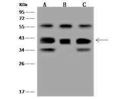 Invitrogen GNB5 Polyclonal Antibody 100 &mu;L; Unconjugated:Antibodies,
