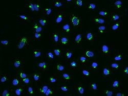 Invitrogen GOLGA1 Polyclonal Antibody 100 &mu;L; Unconjugated:Antibodies,