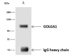 Invitrogen GOLGA1 Polyclonal Antibody 100 &mu;L; Unconjugated:Antibodies,