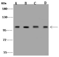 Invitrogen GOLGA1 Polyclonal Antibody 100 &mu;L; Unconjugated:Antibodies,