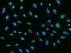 Invitrogen GRASP55 Polyclonal Antibody 100 μL; Unconjugated:Antibodies,