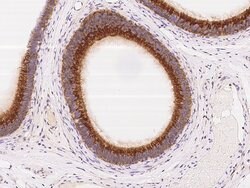 Invitrogen GRASP55 Polyclonal Antibody 100 μL; Unconjugated:Antibodies,
