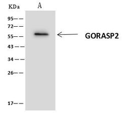 Invitrogen GRASP55 Polyclonal Antibody 100 μL; Unconjugated:Antibodies,