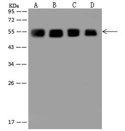 Invitrogen GRASP55 Polyclonal Antibody 100 μL; Unconjugated:Antibodies,