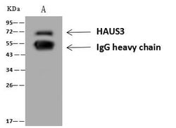 HAUS3 Rabbit anti-Human, Polyclonal, Invitrogen 100 &mu;L; Unconjugated:Antibodies,