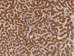 Invitrogen HDLBP Polyclonal Antibody 100 &mu;L; Unconjugated:Antibodies,