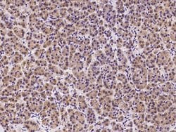 Invitrogen HDLBP Polyclonal Antibody 100 &mu;L; Unconjugated:Antibodies,
