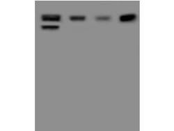 Invitrogen HDLBP Polyclonal Antibody 100 &mu;L; Unconjugated:Antibodies,