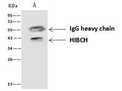 Invitrogen HIBCH Polyclonal Antibody 100 &mu;L; Unconjugated:Antibodies,