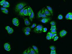 Invitrogen HIGD2A Polyclonal Antibody 100 μL; Unconjugated:Antibodies,