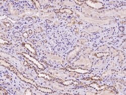 Invitrogen HIGD2A Polyclonal Antibody 100 μL; Unconjugated:Antibodies,