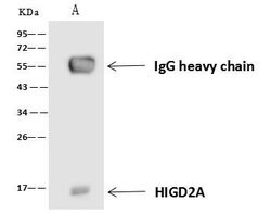 Invitrogen HIGD2A Polyclonal Antibody 100 μL; Unconjugated:Antibodies,