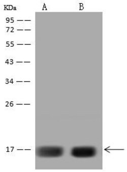 Invitrogen HIGD2A Polyclonal Antibody 100 μL; Unconjugated:Antibodies,