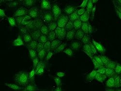 Invitrogen HINT3 Polyclonal Antibody 100 &mu;L; Unconjugated:Antibodies,