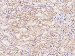 Invitrogen HINT3 Polyclonal Antibody 100 &mu;L; Unconjugated:Antibodies,