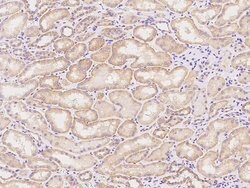 Invitrogen HINT3 Polyclonal Antibody 100 &mu;L; Unconjugated:Antibodies,