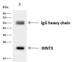 Invitrogen HINT3 Polyclonal Antibody 100 &mu;L; Unconjugated:Antibodies,