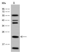 Invitrogen HINT3 Polyclonal Antibody 100 &mu;L; Unconjugated:Antibodies,