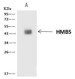 Invitrogen HMBS Polyclonal Antibody 100 &mu;L; Unconjugated:Antibodies,