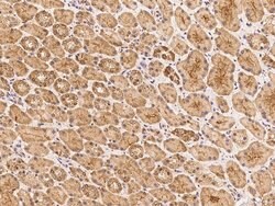 Invitrogen HYLS1 Polyclonal Antibody 100 &mu;L; Unconjugated:Antibodies,