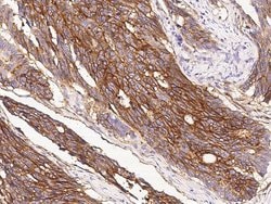 Invitrogen IFITM1 Polyclonal Antibody 100 &mu;L; Unconjugated:Antibodies,