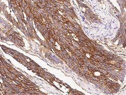 Invitrogen IFITM1 Polyclonal Antibody 100 &mu;L; Unconjugated:Antibodies,