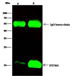 Invitrogen IFITM1 Polyclonal Antibody 100 &mu;L; Unconjugated:Antibodies,