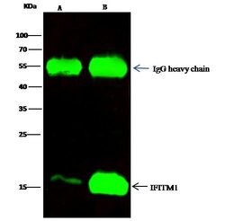 Invitrogen IFITM1 Polyclonal Antibody 100 &mu;L; Unconjugated:Antibodies,
