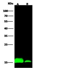 Invitrogen IFITM1 Polyclonal Antibody 100 &mu;L; Unconjugated:Antibodies,