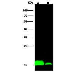 Invitrogen IFITM1 Polyclonal Antibody 100 &mu;L; Unconjugated:Antibodies,
