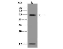 Invitrogen HIPPI Polyclonal Antibody 100 μL; Unconjugated:Antibodies,