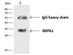 Invitrogen IMPA1 Polyclonal Antibody 100 &mu;L; Unconjugated:Antibodies,