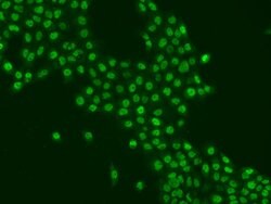 Invitrogen SAM68 Polyclonal Antibody 100 &mu;L; Unconjugated:Antibodies,