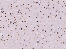 Invitrogen SAM68 Polyclonal Antibody 100 &mu;L; Unconjugated:Antibodies,