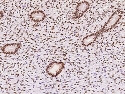 Invitrogen SAM68 Polyclonal Antibody 100 &mu;L; Unconjugated:Antibodies,